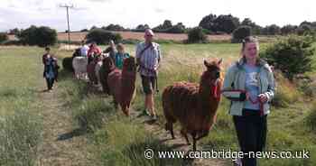 Coastal town two hours from Cambs where you can go trekking with alpacas