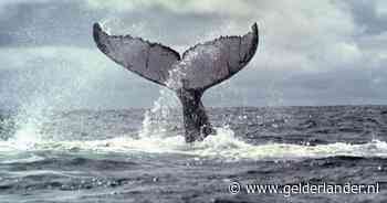 Geen walvisvangst in IJsland dit jaar: ‘Dit is het begin van het einde’
