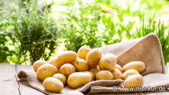 Gefährliche Knolle kann sogar zum Tod führen: Wann Kartoffeln giftig sind