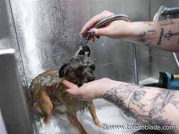 Clean paws for a good cause