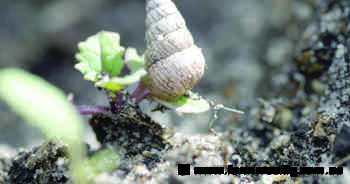 Southern project to catch snails early before they give growers the slip
