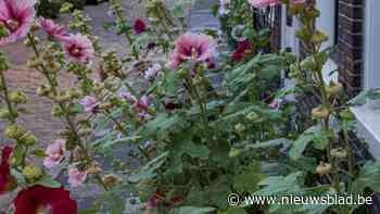Wedstrijd Ekeren Bloeit kiest mooiste voortuin uit