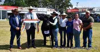'I've got no words': first-time exhibitor claims supreme interbreed heifer