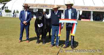 Royal pedigree continues winning streak in interbreed bull judging