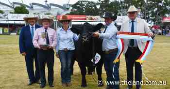 Simmental bull claims Urquhart Trophy in first interbreed win for producers