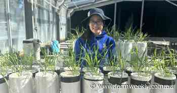 Bursaries available for university students researching drought resilience