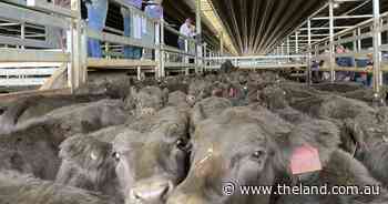 Tremendous run of store cattle sell at Carcoar as steer prices hit $2057