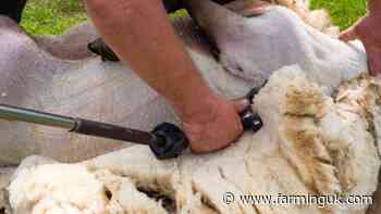 Skilled overseas sheep shearers granted UK access for 2025