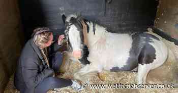 Pony rider warns hit-and-run crash 'could have been so much worse'