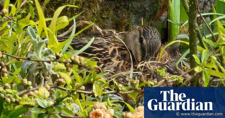 Country diary: The slow-motion magic of watching a mallard build its nest | Susie White