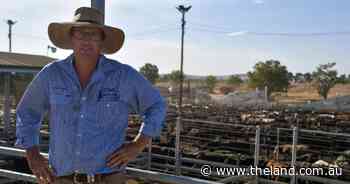 Sale yard records smashed at Wagga for two consecutive weeks in a row