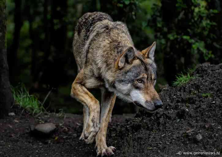 Hardloopster twee keer in been gebeten in Park Hoge Veluwe, vermoedelijk door wolf