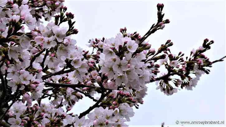 Temperatuur daalt, maar op veel regen hoeven we niet te rekenen