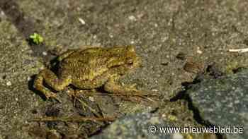 Bijna 300 amfibieën veilig overgezet tijdens paddentrek in Deurne