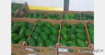 Peruaans Hass seizoen laat van start, maar met grote volumes