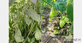 "Grote hoeveelheden chilipepers uit Ghana beschikbaar voor EU-markt"