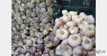 "Egyptische knoflook goed alternatief voor importeurs uit de VS"