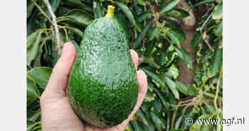 "Deze week arriveren eerste containers Peruaanse Hass avocado's"
