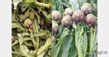 "Jaarrond artisjokken en pompoenen vanuit Marokko, Egypte en Italië