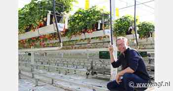 Uitbundig zonnetje goed voor teelt en verkoop aardbeien: “Dit seizoen gaat alles snel”