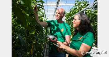 Westland Seeds versterkt veredelingsteam