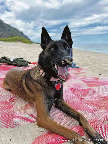 Legislation could help pet owners find closure