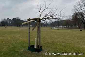 Baumfrevel in Bielefeld