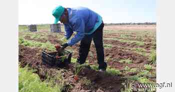 Steeds duurzamere wortelen in Sicilië