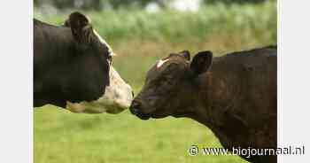 Coöperatie EKOHolland Vee & Vlees start kalverketen met slachterij Van Loon
