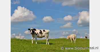 Bezoek start weideseizoen op biologische boerderij ERF-1