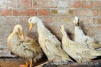 Ducks 'left locked in a barn' rescued by Cambridgeshire farm