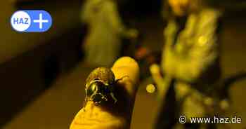 Vor Mitte April in Hannover: Ist dies der erste Maikäfer des Jahres 2025?