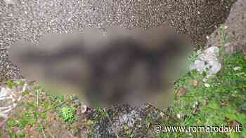 Orrore a Roma est, ritrovato tra i secchioni un gatto bruciato