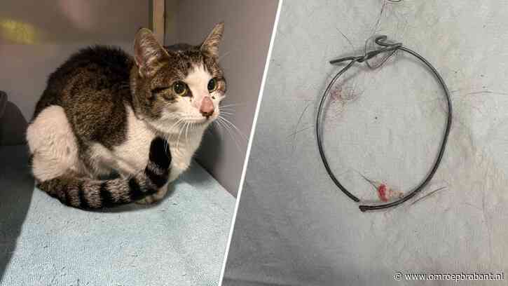 Zwaar mishandelde kat overleden: 'Ze heeft te lang moeten lijden'