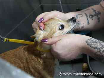 Fund-raiser cleans paws for a good cause