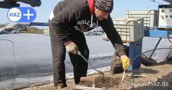 Frischer Spargel aus Hannover: Hofläden und Verkaufsstände in der Region