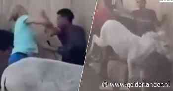 Joke ging Egyptenaar die ezel sloeg te lijf: ‘Er knapte iets in mij’