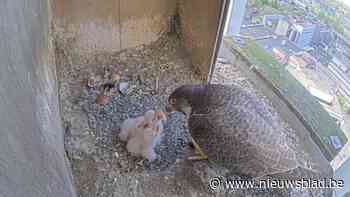 Drie slechtvalkjes zorgen voor nieuw leven boven Mortsel