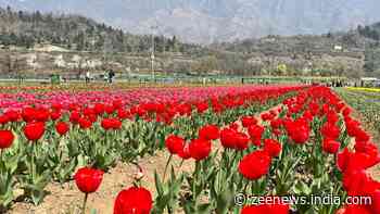 Asia`s Largest Tulip Garden In Kashmir Breaks All Records With Over 6 Lakh Visitors