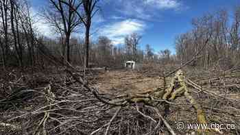 Tree cutting possible 'any moment now' at Lemay Forest, says protester