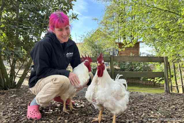 Evelien (32) vangt verwaarloosde boerderijdieren op in Daisyfields: “Je kunt hier tot rust komen in een healing sessie”