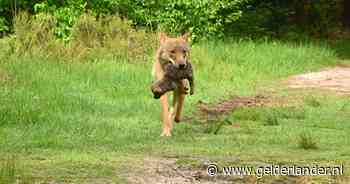 Lezers na aanval op vrouw: ‘Als je hard wegrent, denkt de wolf dat je een prooi bent’