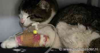 Zwaar mishandelde poes Zelda overlijdt aan verwondingen: ‘Haar pootje was afgeknipt, buik afgekneld met ijzerdraad’