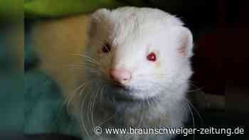 Kleiner Räuber aus Braunschweig sucht neuen Wirkungskreis