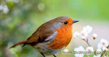 Robins will flock to UK gardens if you leave these 4 foods out on bird feeders