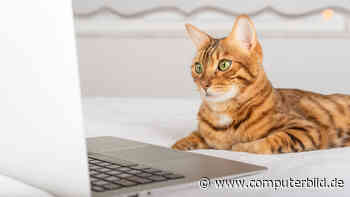 Verrückt: Katze soll Rundfunkbeitrag zahlen