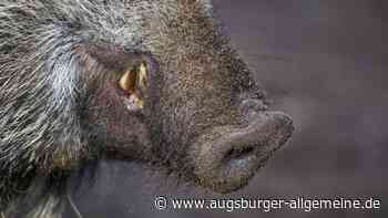 Drückjagd bei Landsberg: Wärmebildkamera-Übung