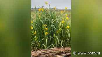 Vaartocht door het Ilperveld met de focus op voorjaarsbloemen