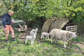 IN BEELD. Vierling geboren bij schapenhouder Leon: “Dit heb ik nog nooit meegemaakt”