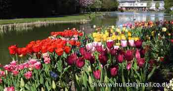 Cascade of colour as ‘most spectacular yet’ spring show set to open at East Yorkshire tourist destination